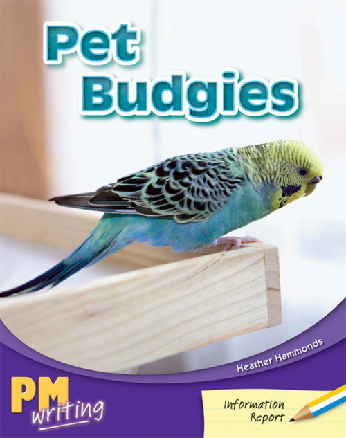 fr16 PM Writing Yellow/Blue Pet Budgies Lvl 8-9: Pet Budgies (6-pack) - Image 1
