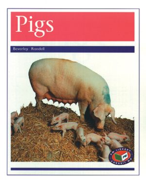 PM Library Purple Pigs Lvl 19-20