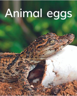 New! PM Library Magenta Level 2 Animal eggs 6-pack